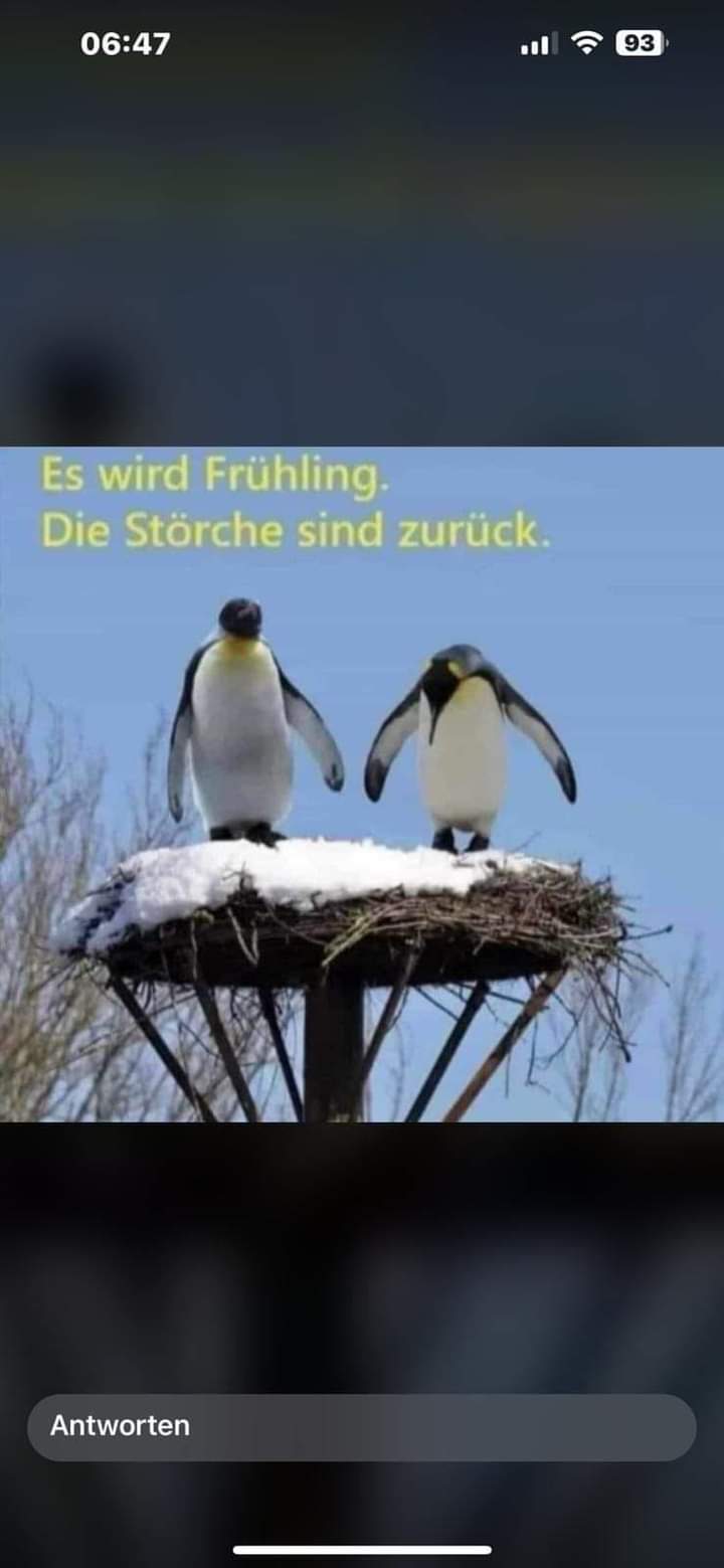 Storch