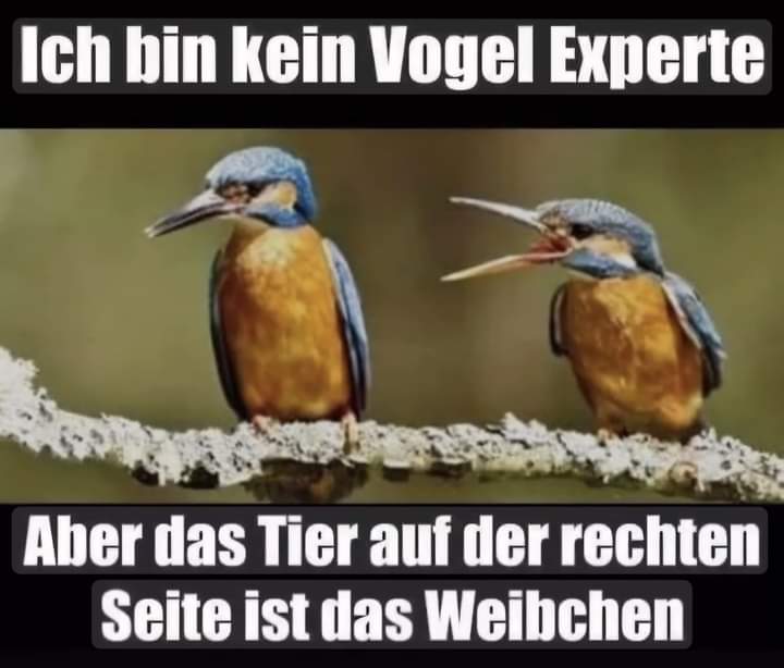 Weibchen