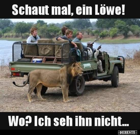 der Löwe - lew