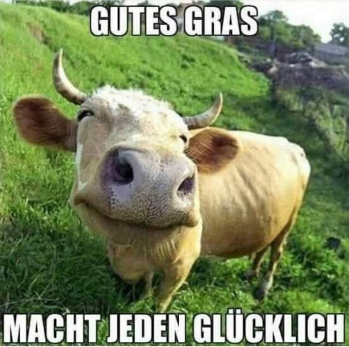 Gras